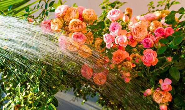 Picture of someone watering roses. Picture of someone watering roses.