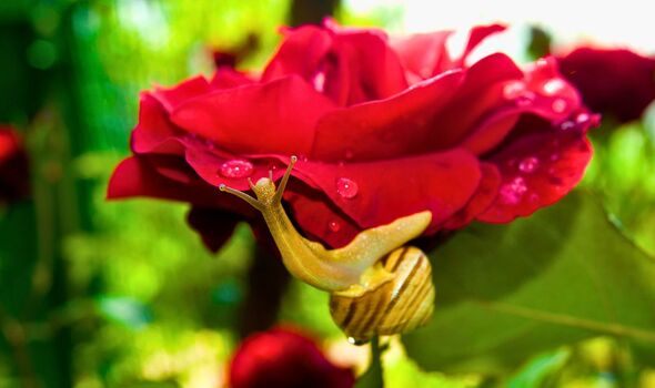 Picture of a slug on a rose Picture of a slug on a rose