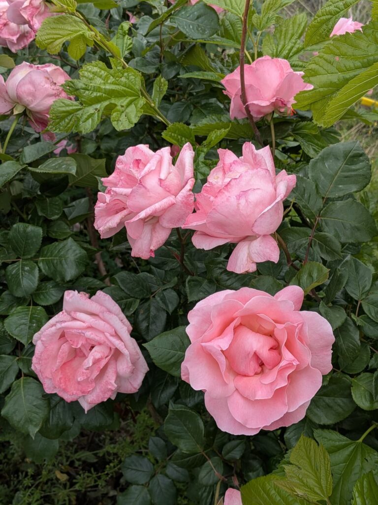 Roses for all (OC) #home edition