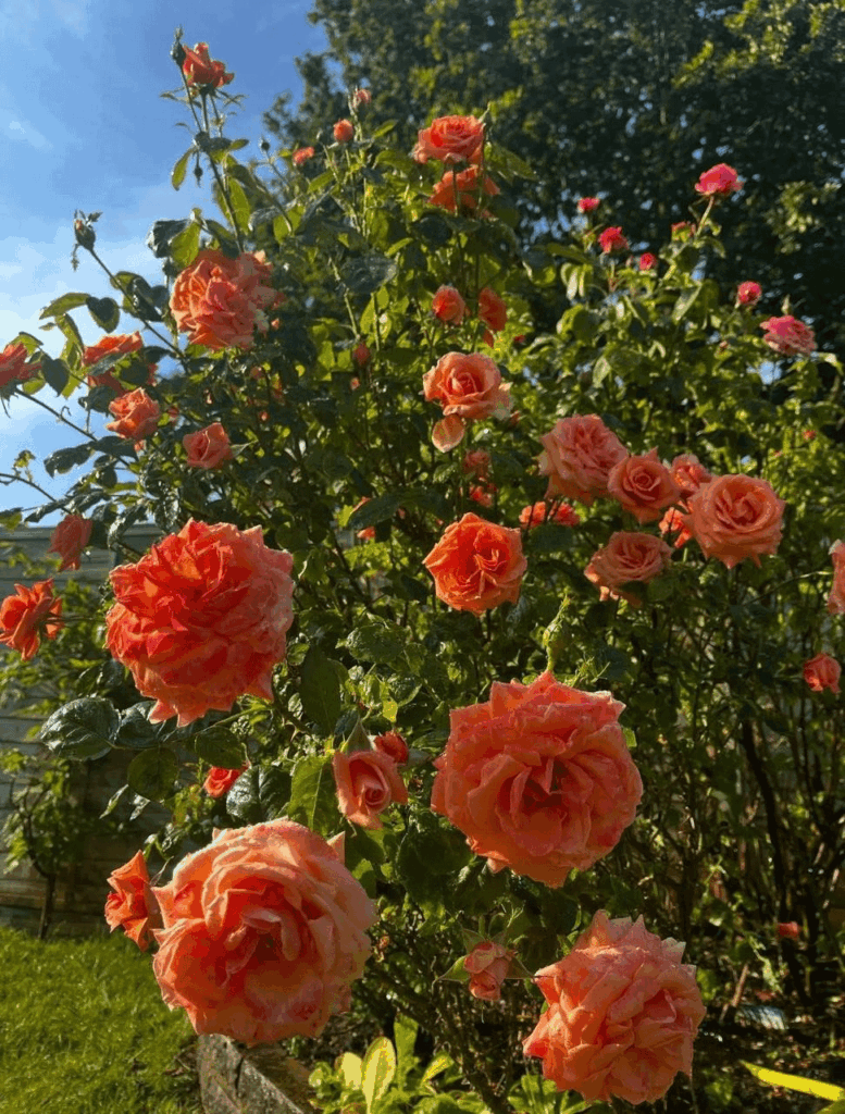 Roses in my backyard
