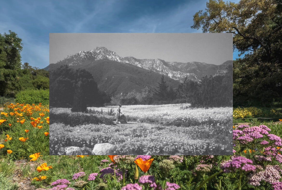 Santa Barbara Botanic Garden at 100 Santa Barbara Botanic Garden at 100
