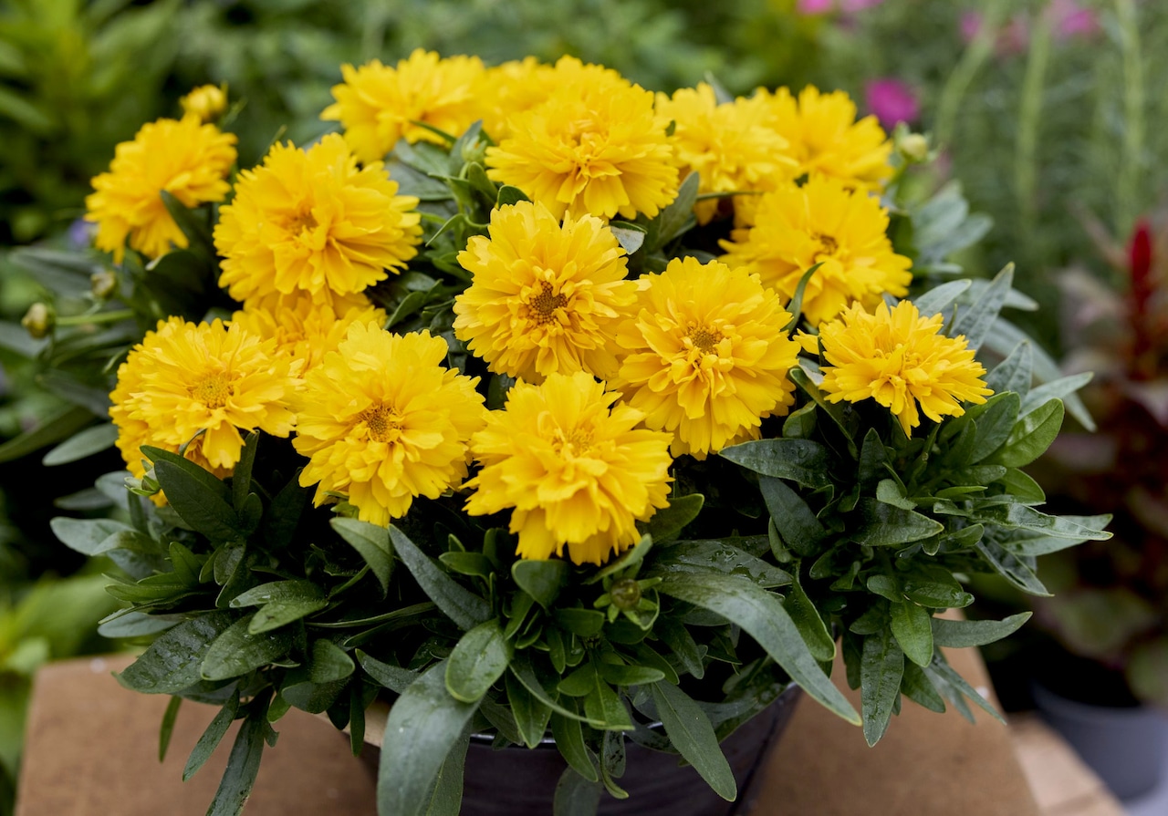 Coreopsis SunGlobe