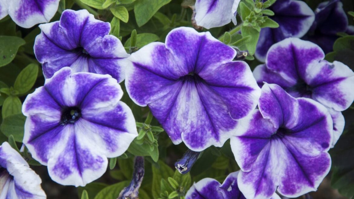 The April planting to-do list for a thriving summer garden The April planting to-do list for a thriving summer garden