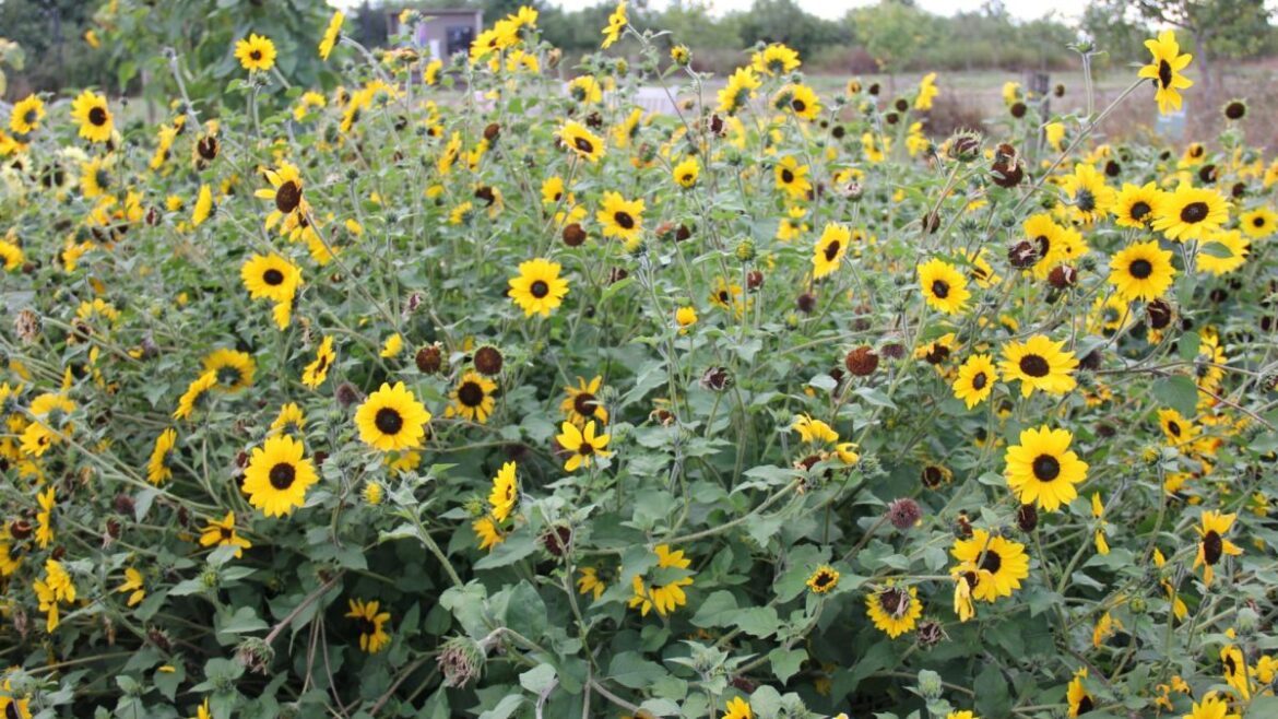 The plants to sow now for a great summer garden, from sunflowers to runner beans