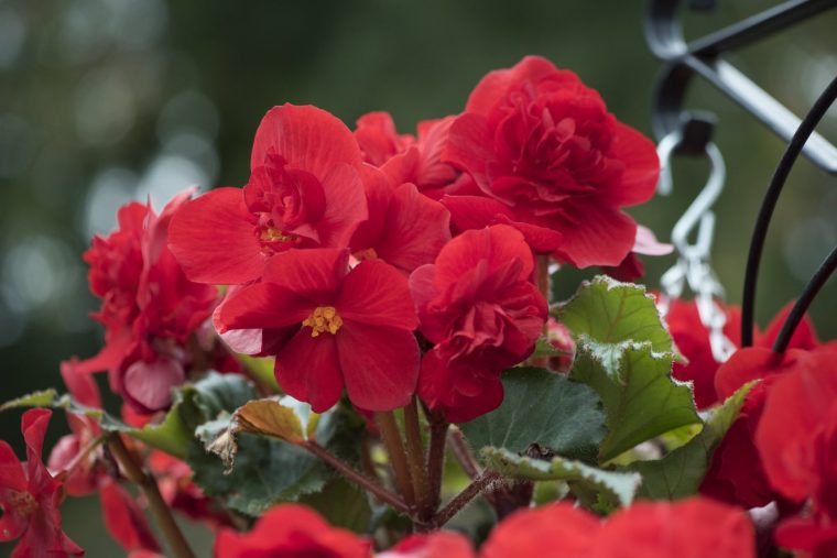 Begonia Fortune Scarlet