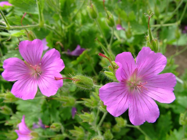 Geranium 'Karis'.