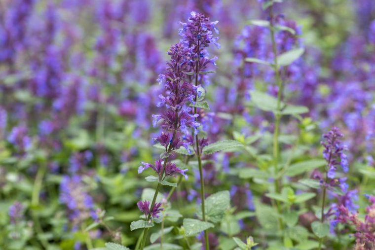 Nepeta 'Chettle Blue' (no 72)