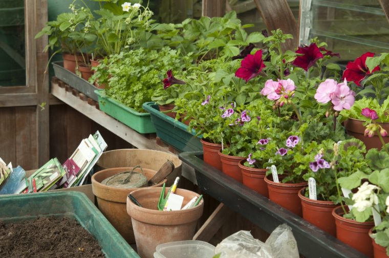 Greenhouse interior in spring: bedding plants growing on before planting out.
