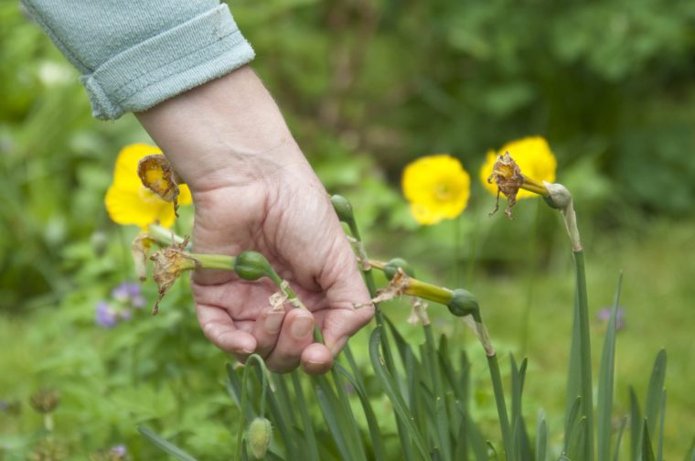 Deadheading Narcissus after flowering.