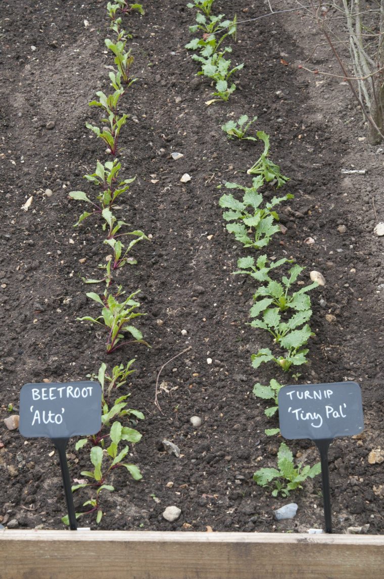 Rows of young beetroot and turnip plants.