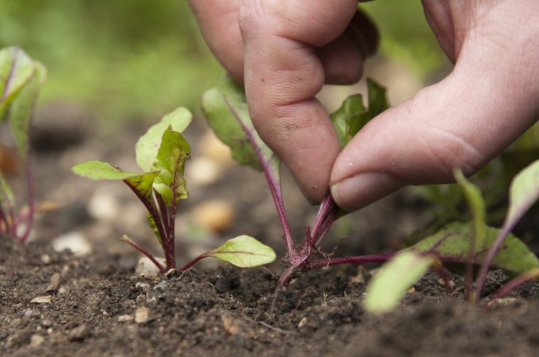 Thinning beetroot seedlings.