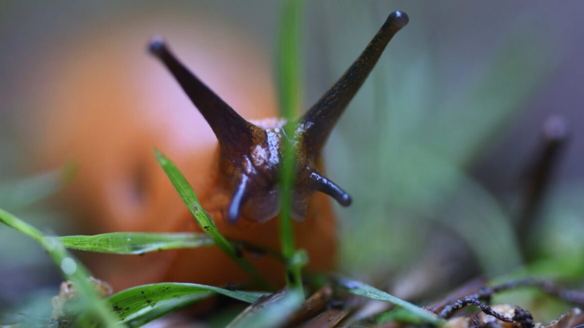 I’m a gardener – why I’m ignoring the advice not to kill slugs I'm a gardener – why I'm ignoring the advice not to kill slugs