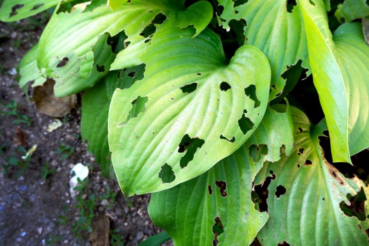 Hostas with slug damage