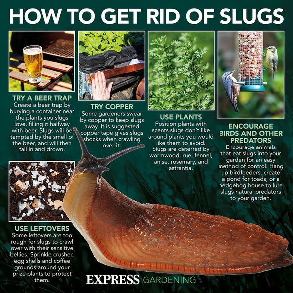How to get rid of slugs How to get rid of slugs