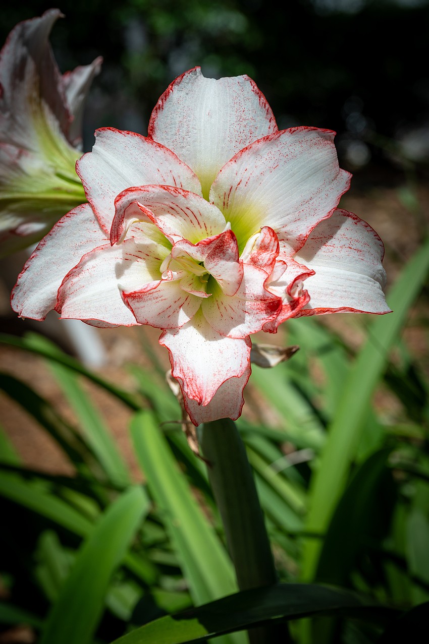 The amarylis are blooming at Selby. The amarylis are blooming at Selby.