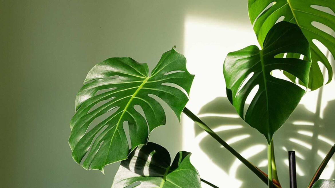 What to Do With a Monstera in April to Trigger Explosive Growth monstera leaves