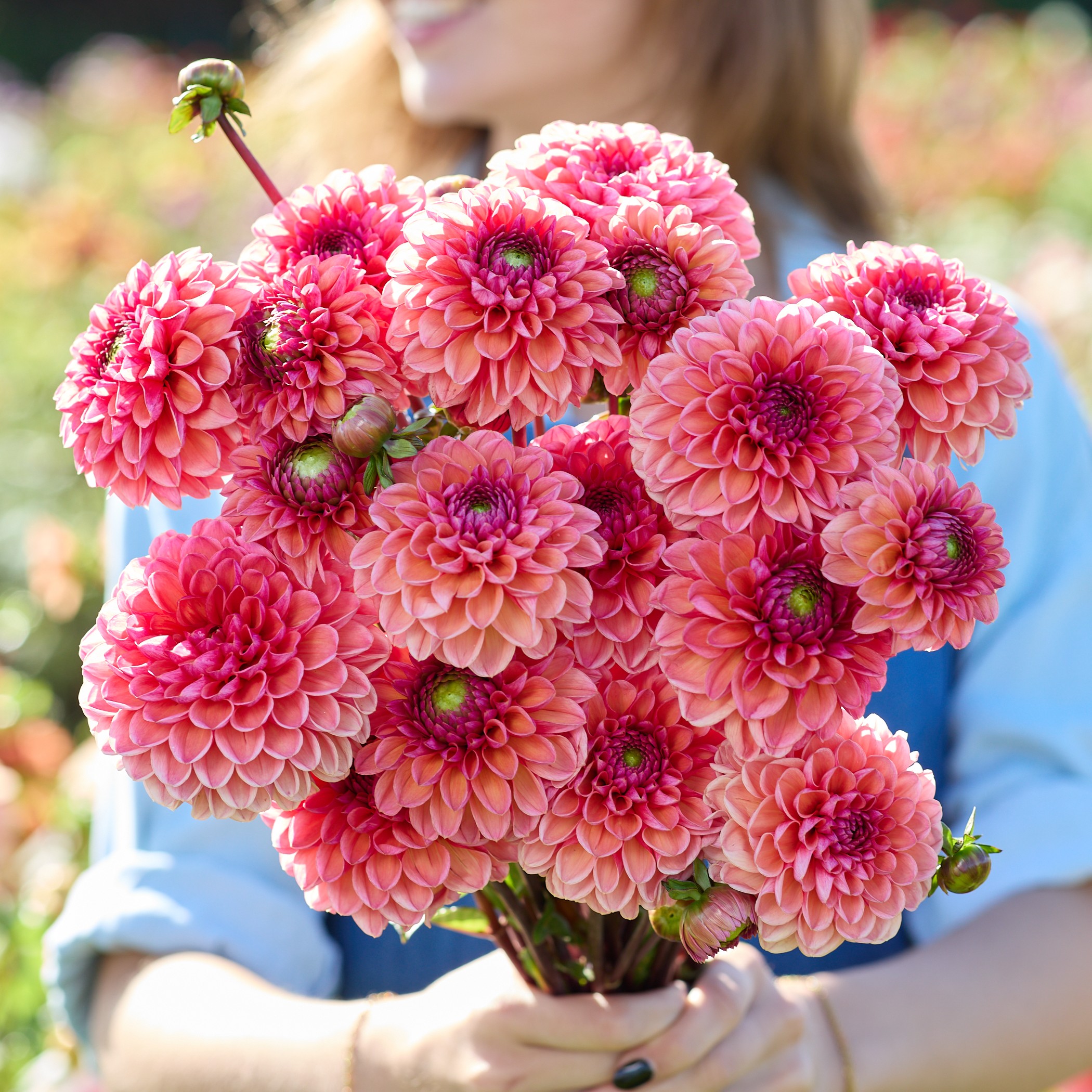 dahlias