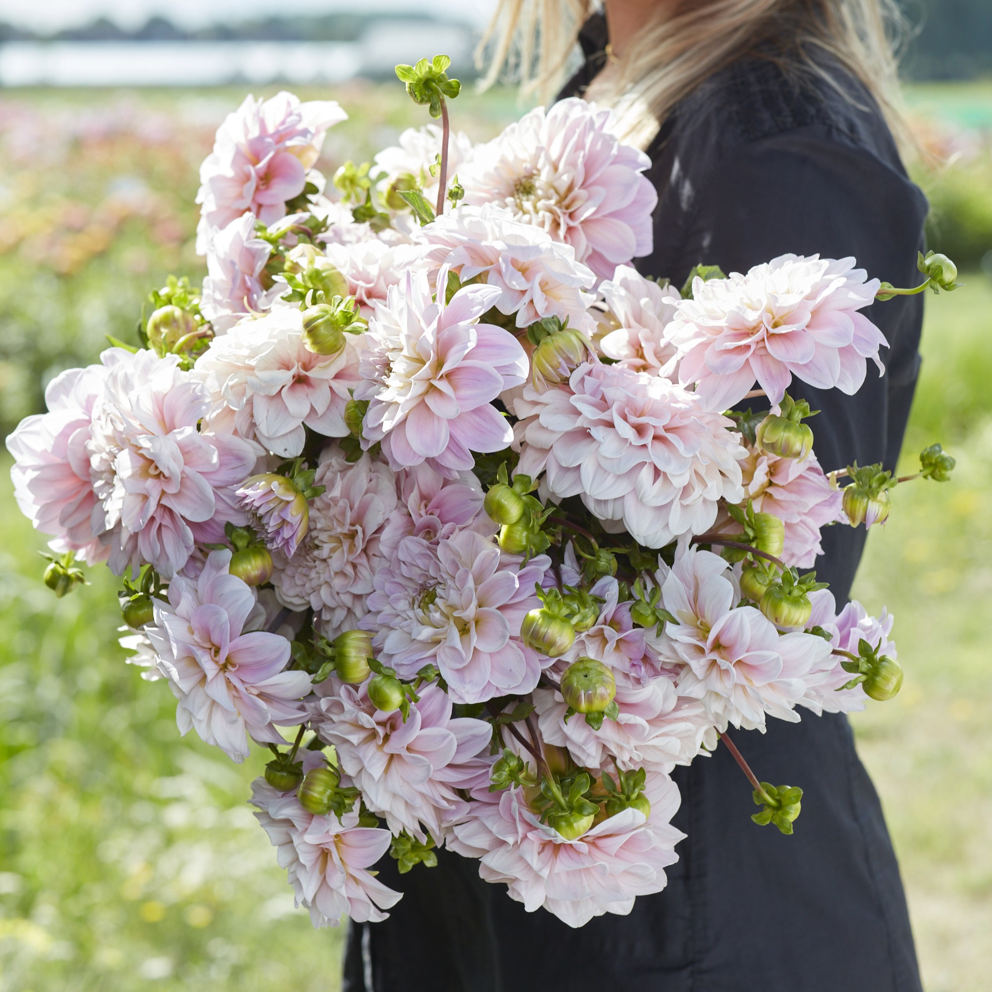 dahlias