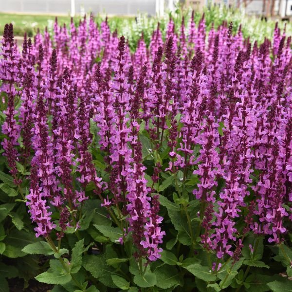 Rose Marvel Salvia