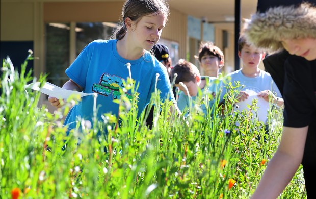Santa Cruz Gardens fifth grader Jane Salgueiro practices giving a tour on Friday of the sensory garden she has lovingly tended to as the school prepares for Sunday's Community Garden Work Day. (Shmuel Thaler - Santa Cruz Sentinel)