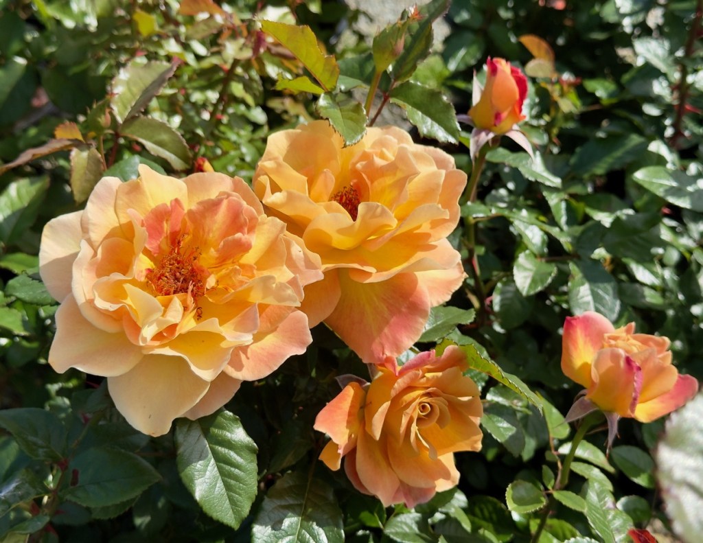 Both petals and thorns unite us – San Diego Union-Tribune Both petals and thorns unite us – San Diego Union-Tribune