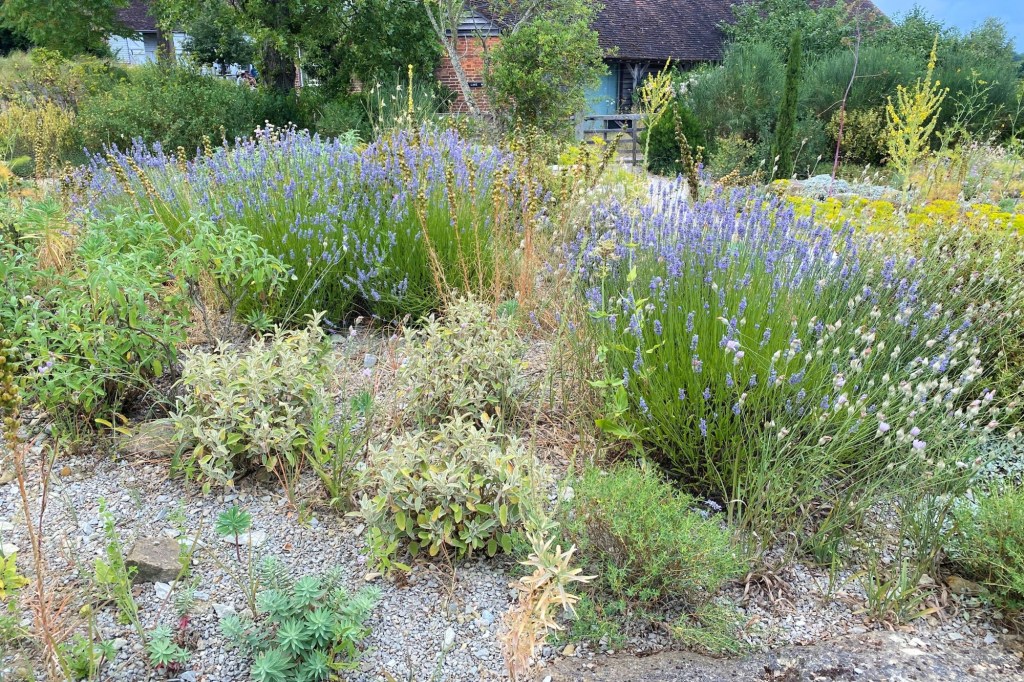 Gravel gardens can cut wildfire and heat risks. They’re being used outside fire zones too – San Diego Union-Tribune Gravel gardens can cut wildfire and heat risks. They’re being used outside fire zones too – San Diego Union-Tribune