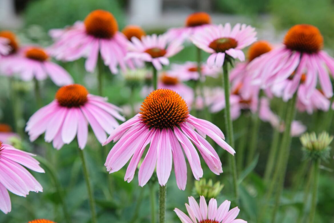 pink echinacea