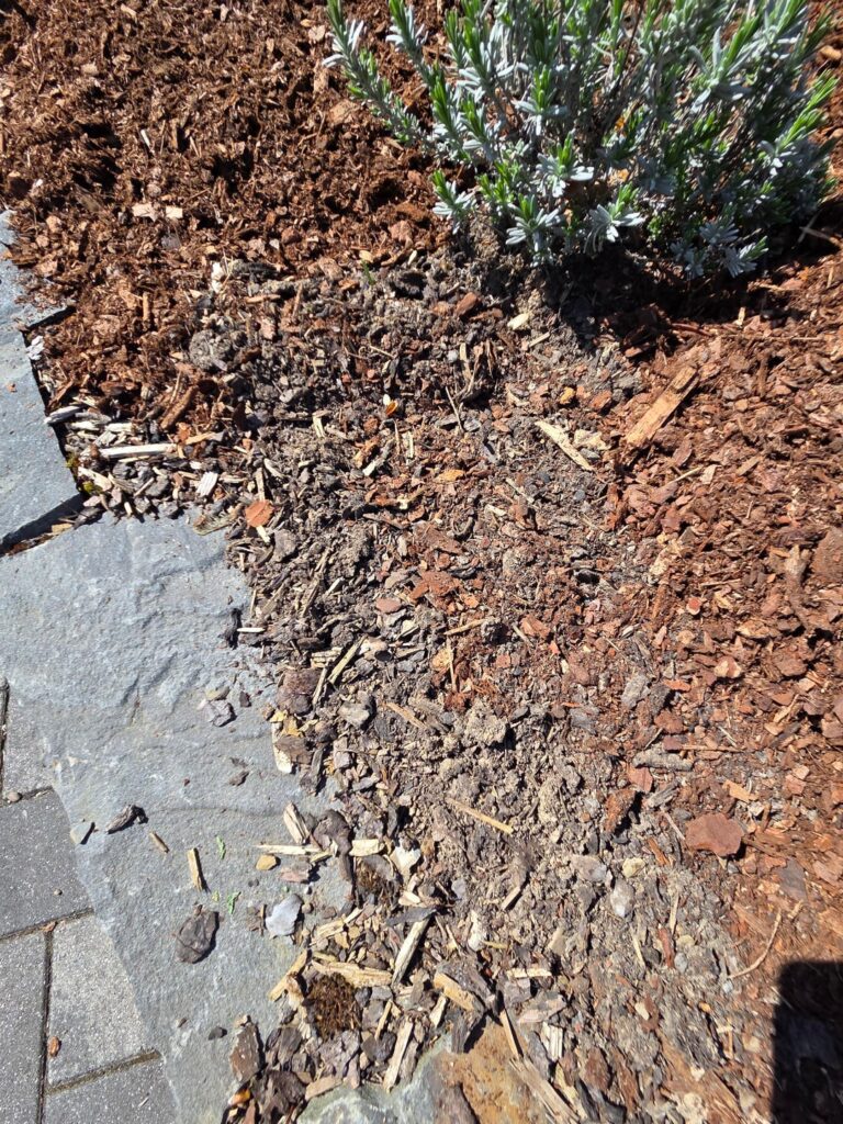 Sanity check. Have I been laying mulch wrong? Sanity check. Have I been laying mulch wrong?