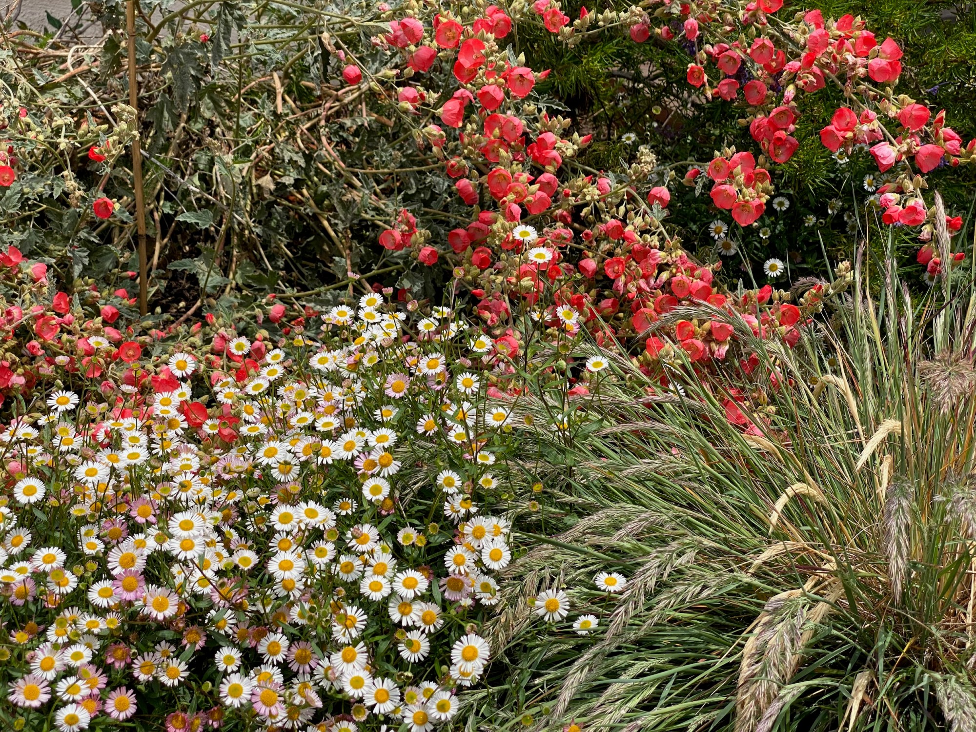 santa barbara daisies