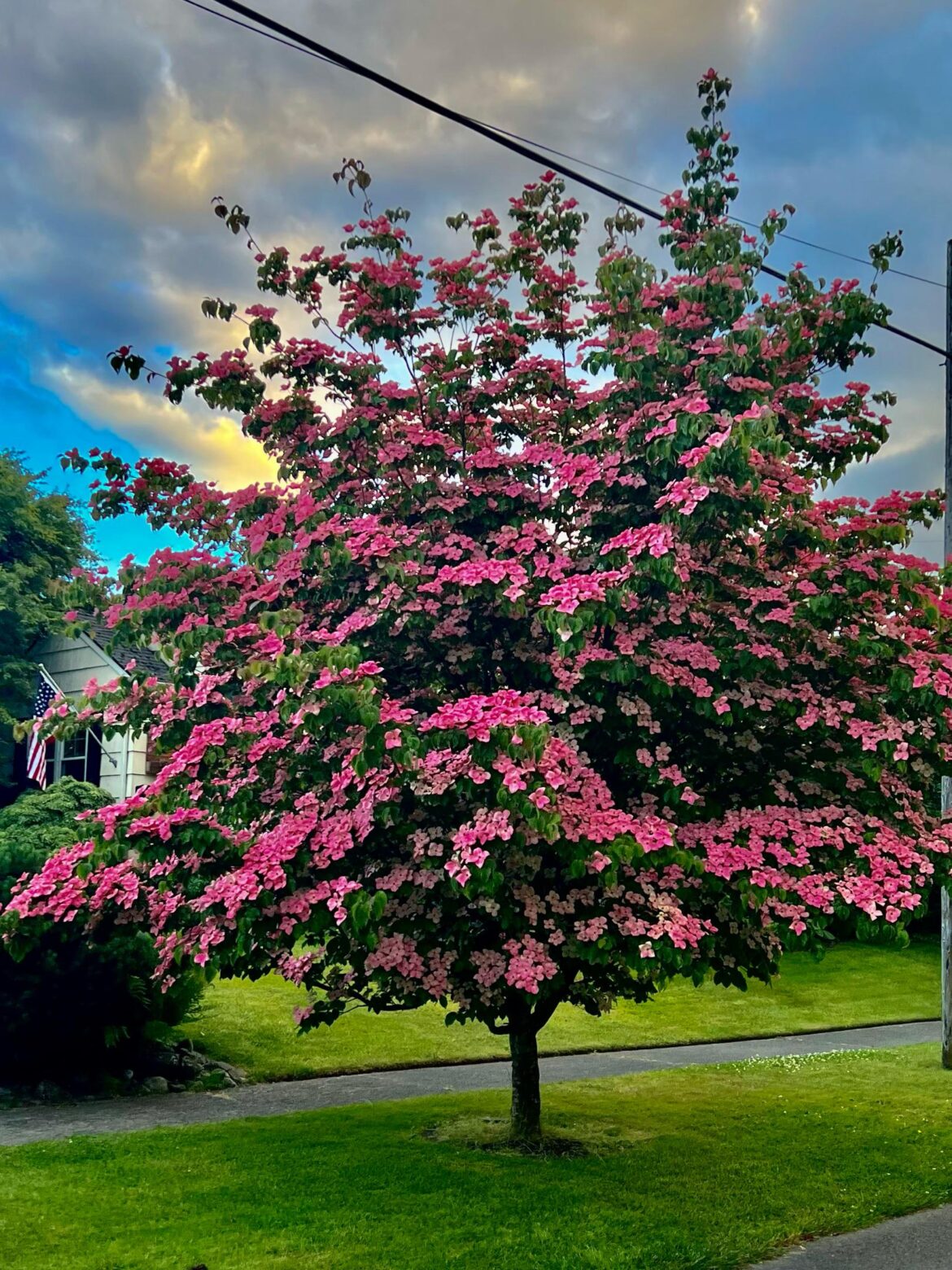 Scarlet Fire Dogwood Scarlet Fire Dogwood