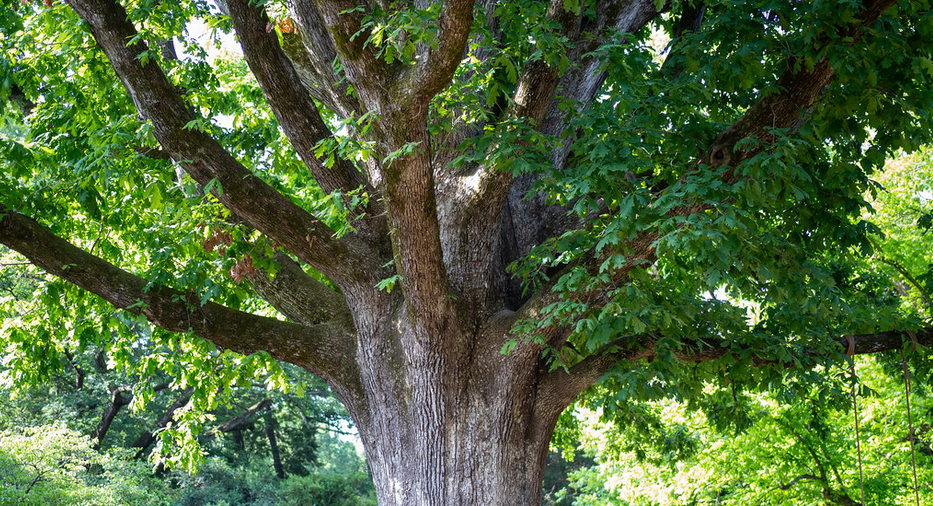 Oak tree