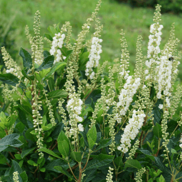 Top 10 Low-Maintenance Shrubs to Boost Your Curb Appeal Top 10 Low-Maintenance Shrubs to Boost Your Curb Appeal