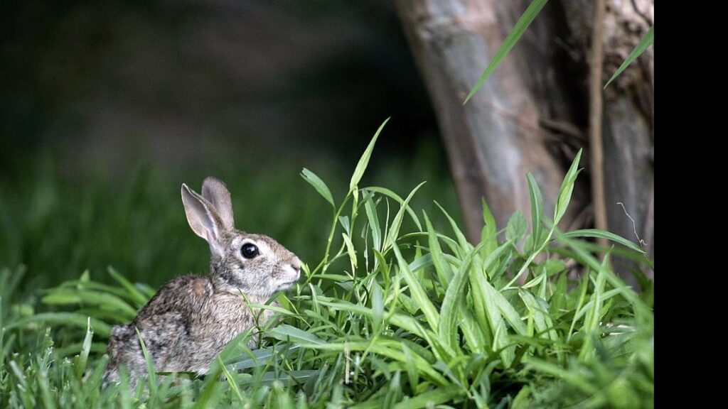 Easter, gardens and spring: roots of religious life