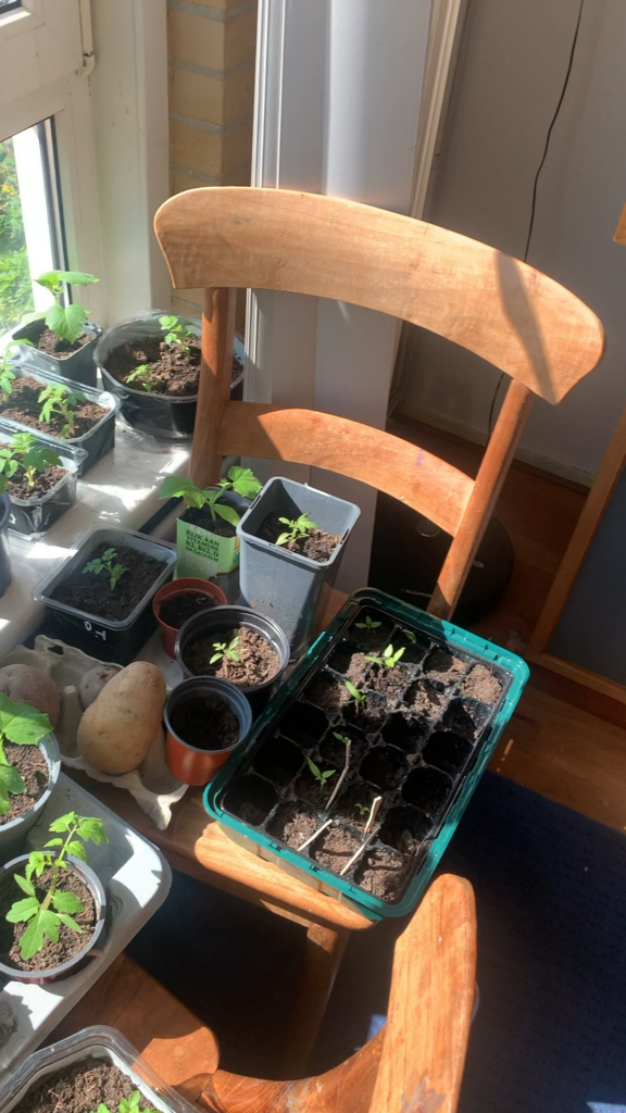 Seedlings & my crow friend