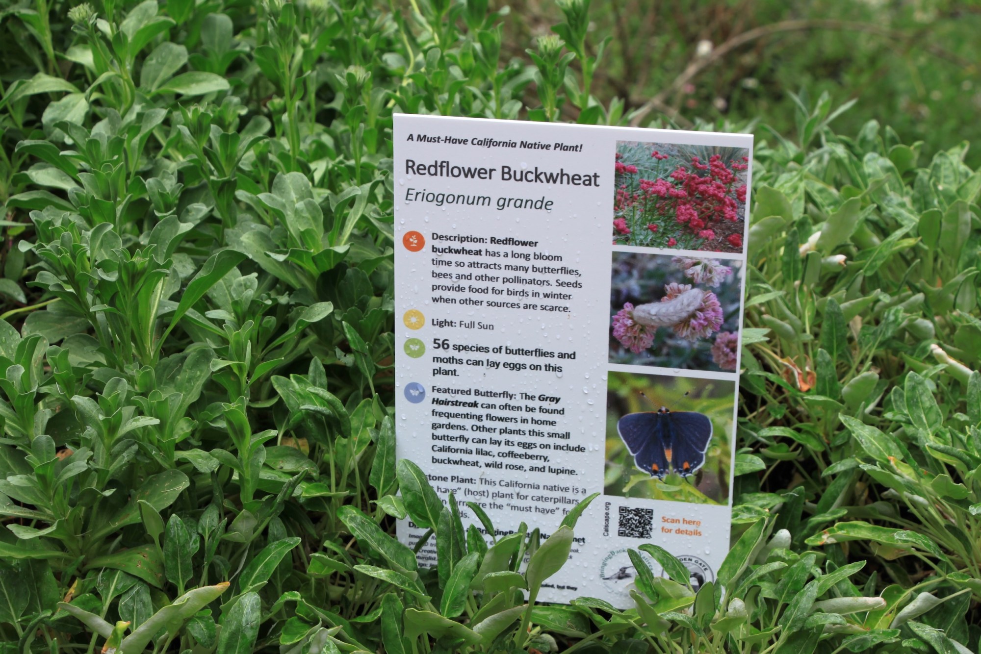sign of flower