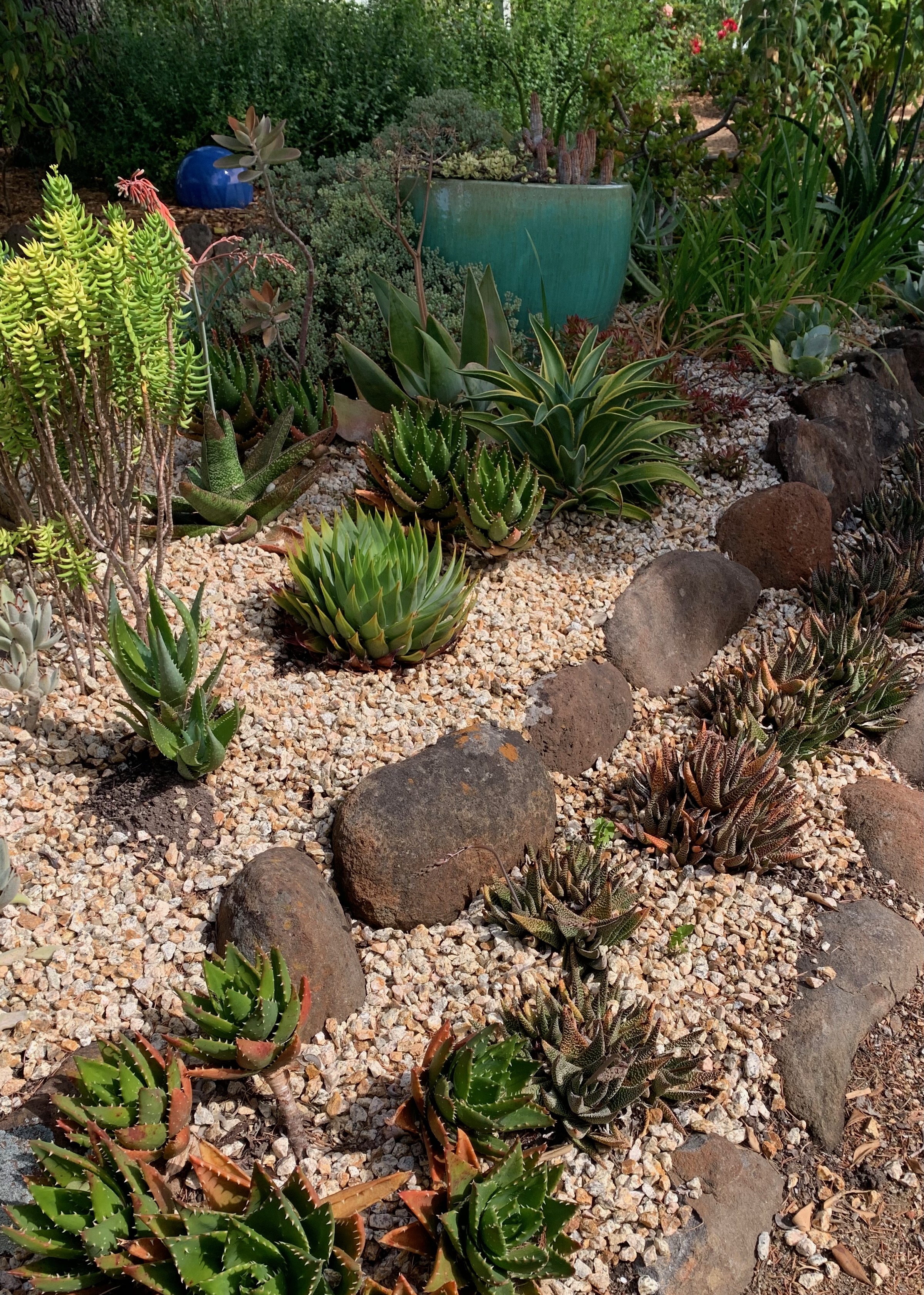 Mix of small South African succulents. These smaller succulent plants...