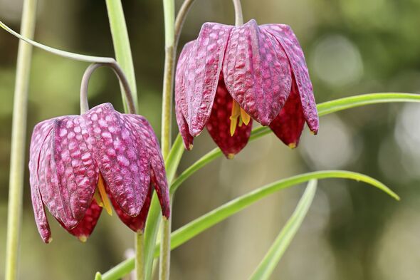 Snake's Head Fritillary