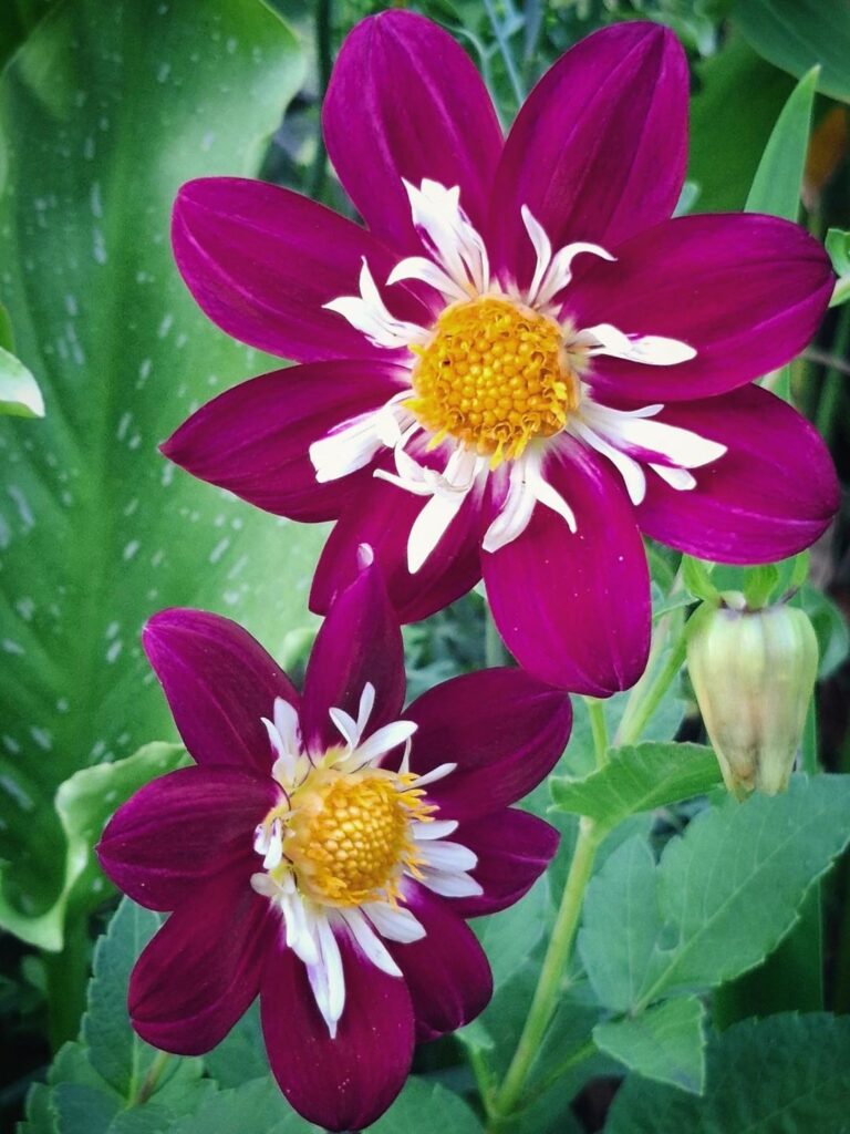 Some Dahlias I grew from Seeds.
