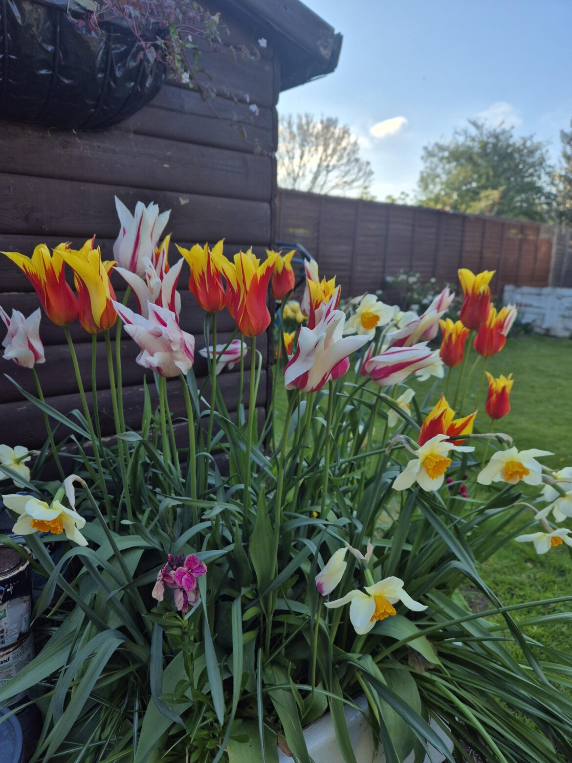 Some tulips