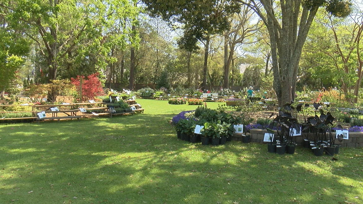 Annual Master Gardener plant sale returns to New Hanover County Arboretum next week Annual Master Gardener plant sale returns to New Hanover County Arboretum next week