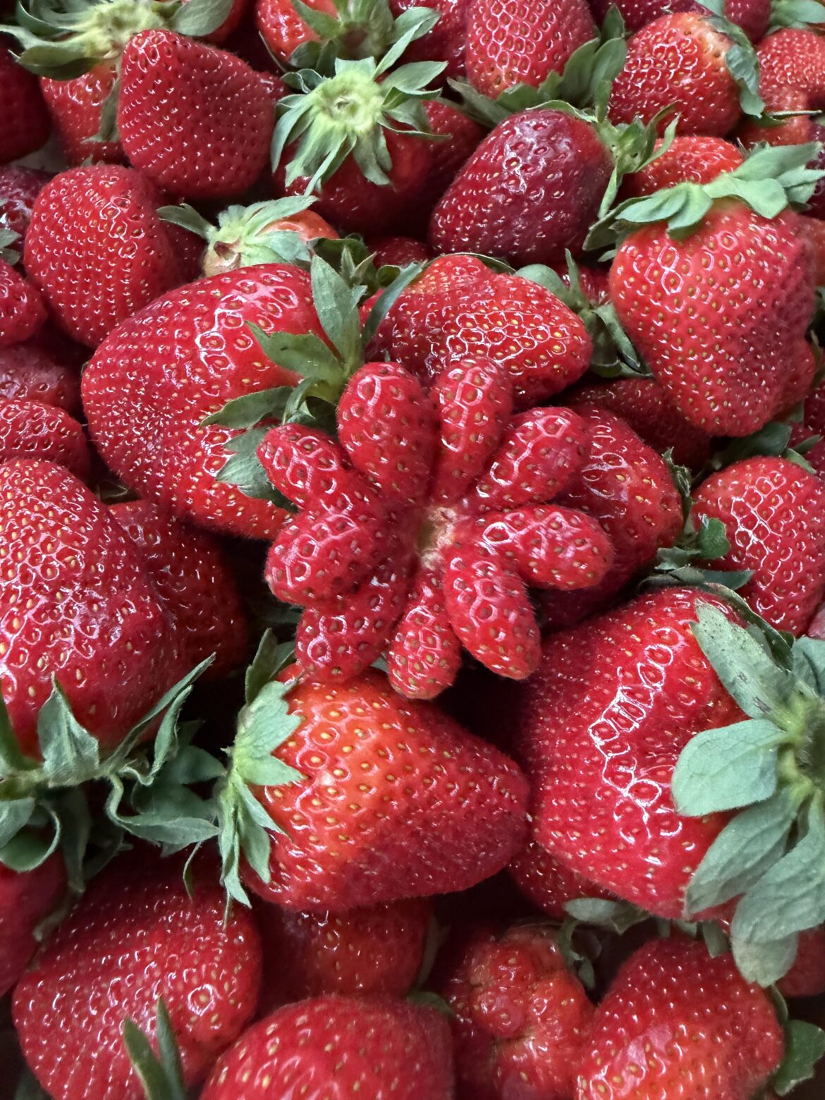 Strawberry Flower