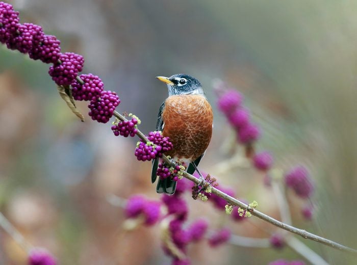 american robin