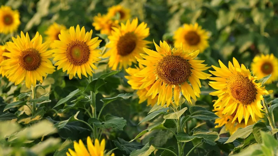 Sunflowers