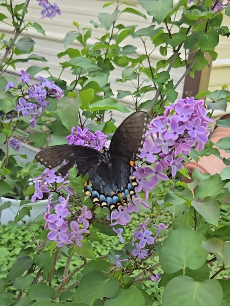Swallowtail sightings in my garden this spring