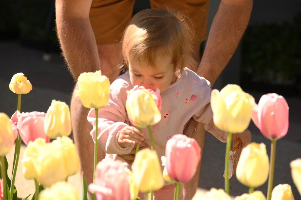Stunning tulip display won’t bloom at Denver Botanic Gardens this year Stunning tulip display won’t bloom at Denver Botanic Gardens this year