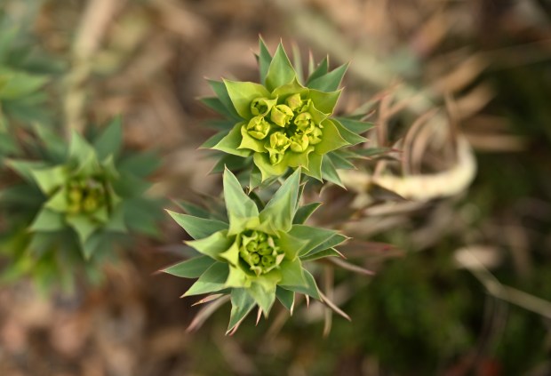 Rigid Spurge grows at the Denver Botanic Gardens in Denver on March 10, 2026. (Photo by RJ Sangosti/The Denver Post)