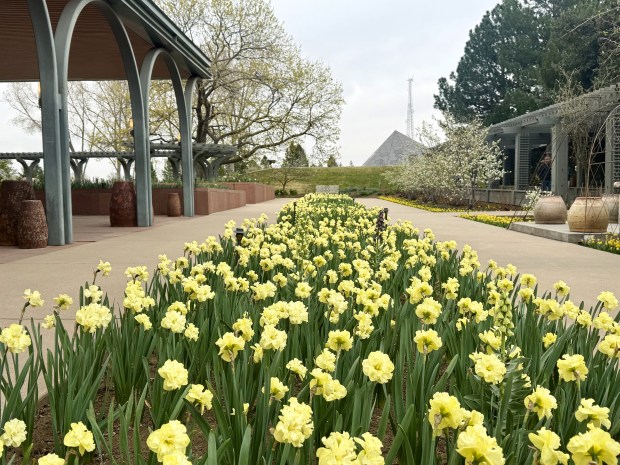 The daffodils were in full bloom at the end of March 2026 at the Denver Botanic Gardens. They are taking the place of tulips in the annuals garden due to a tulip blight. (Erin Bird/Denver Botanic Gardens)