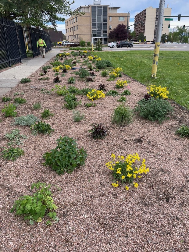 A strip of ColoradoScaped land in Denver includes low-water flowers and shrubs among its gravel base. (Provided by Denver Water)