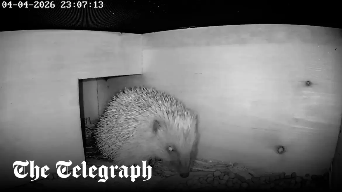 Green Feathers WiFi Hedgehog Box Review: My new favourite garden gadget Green Feathers WiFi Hedgehog Box Review: My new favourite garden gadget