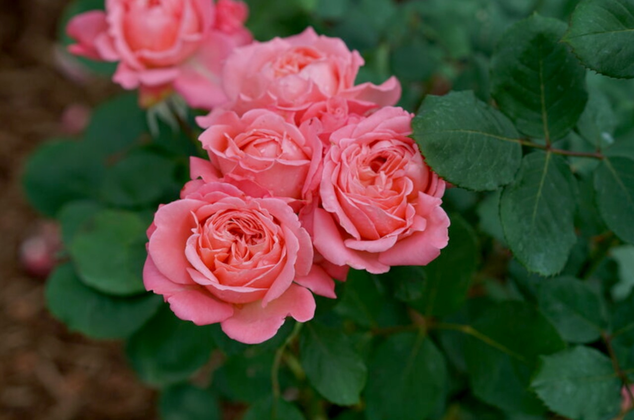 Rose Reminiscent Coral